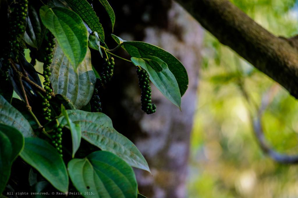 Tea Cottage Resort & Spa Nawalapitiya Buitenkant foto